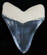 Large + Inch Bone Valley Megalodon Tooth #2001-2
